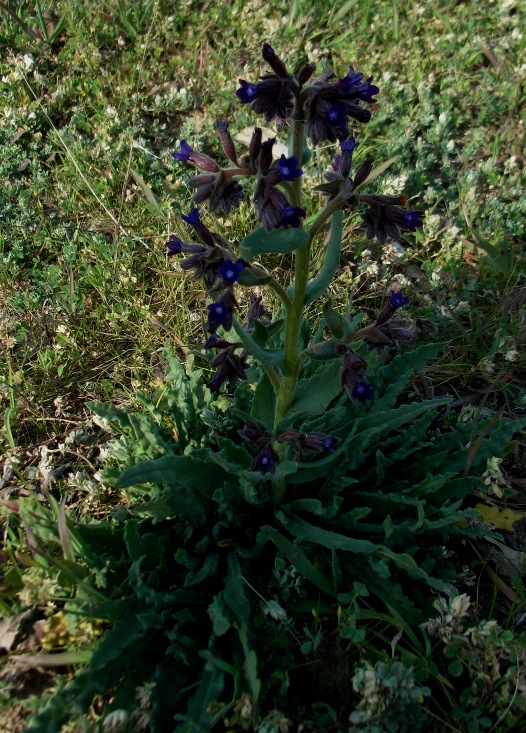 Anchusa hybrida Ten.